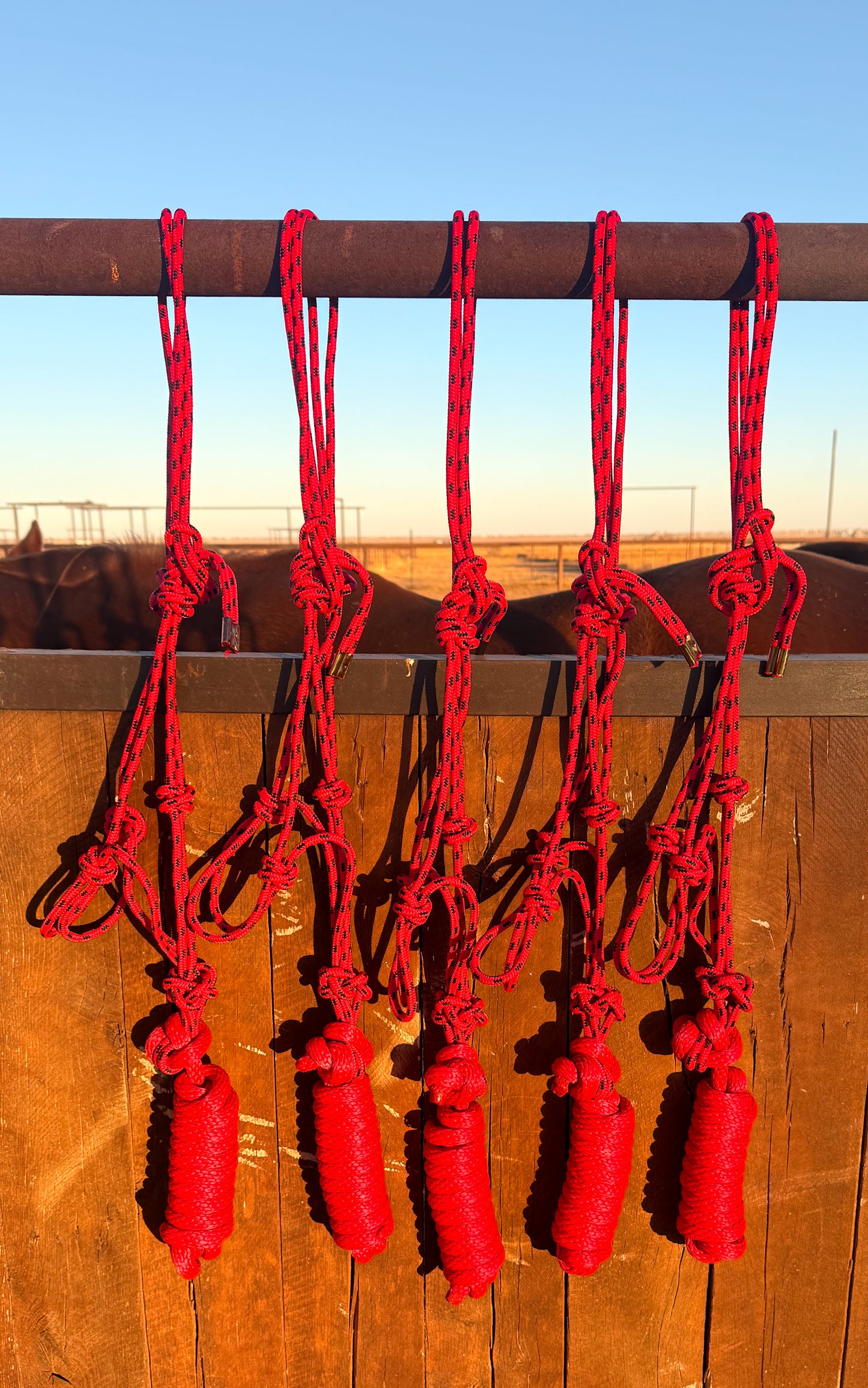 Rope Halters