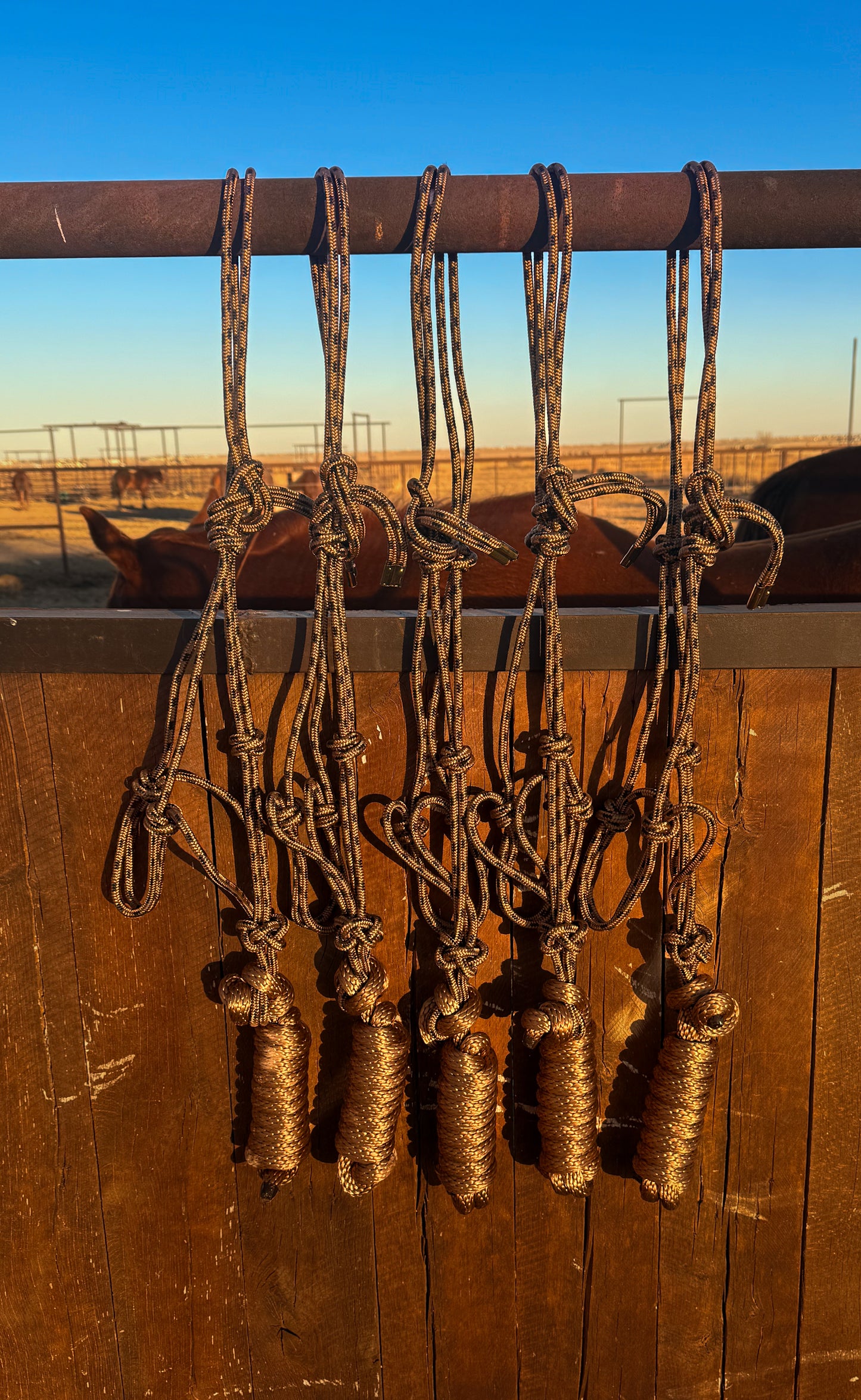 Rope Halters