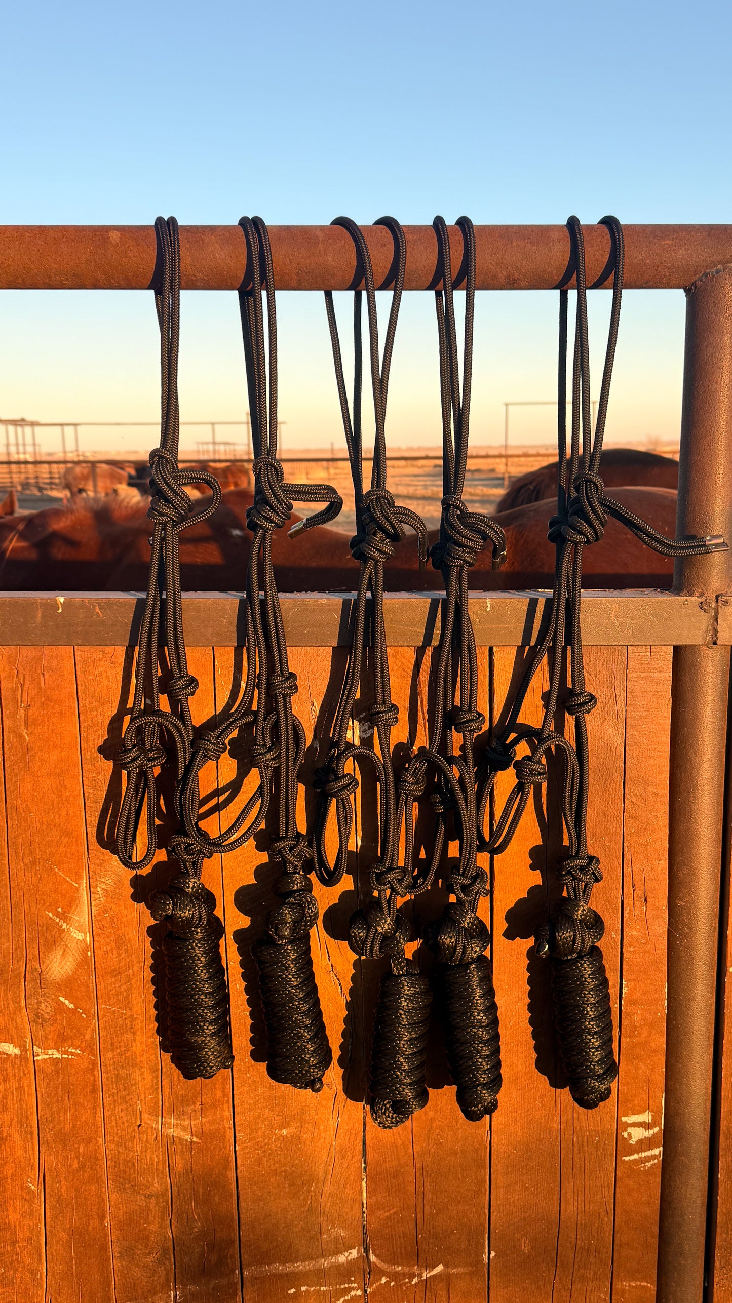 Rope Halters